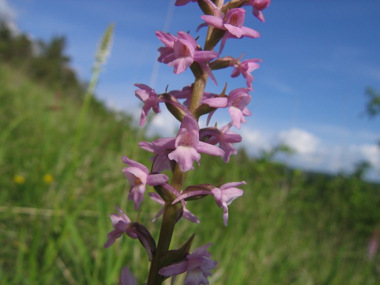 Gymnadenia conopsea